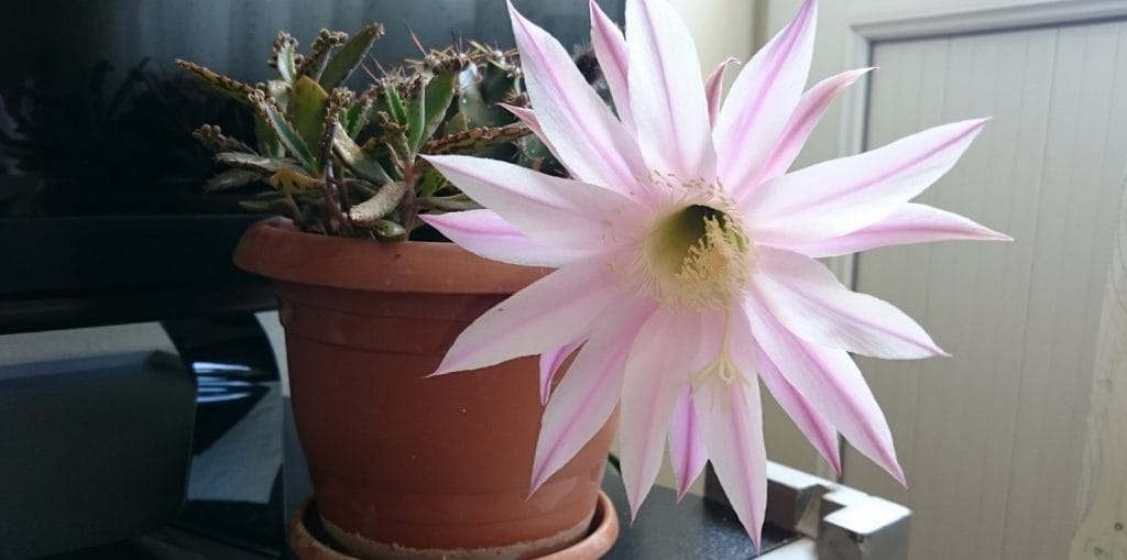 Kaktüs Evdeki Radyasyonu Emiyor Mu?