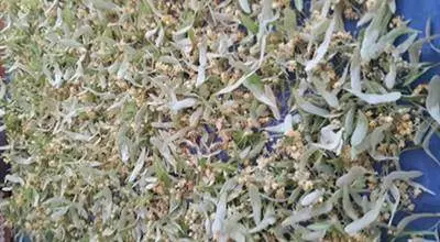 Ihlamur Çayının Faydaları ve Zararları